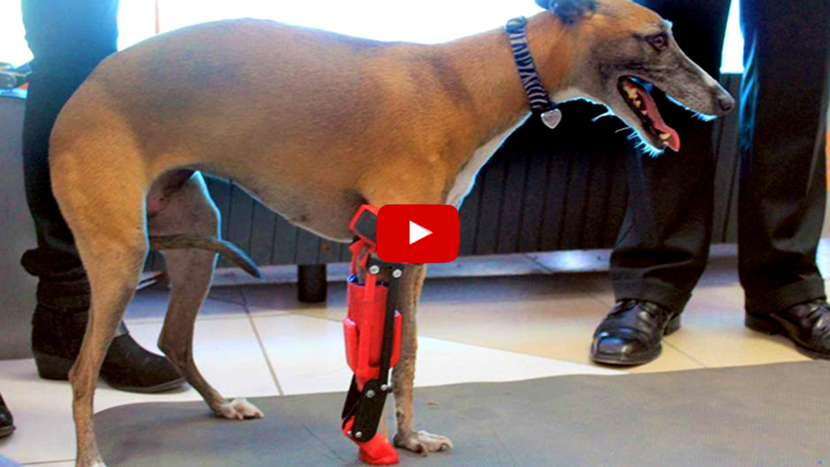 Hero X 動物たちにも希望の光を メキシコ初 犬のための3dプリント義足が実現